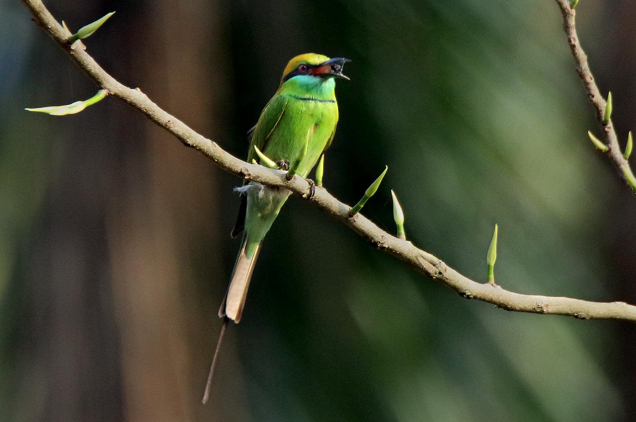 Asian green bee-eater
